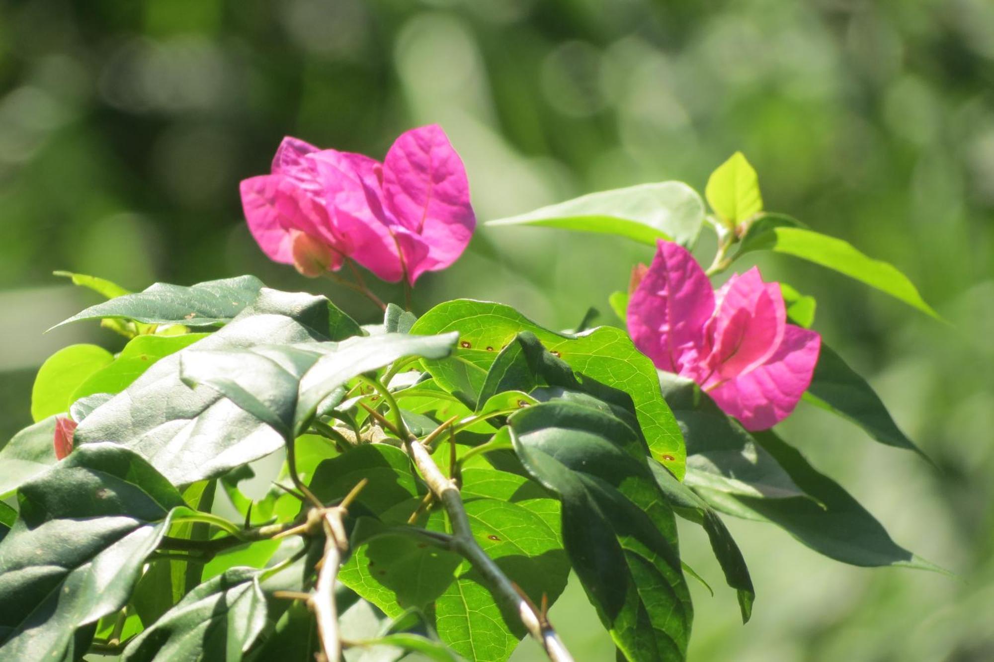 Vocare Finca Agroecologica Upala Exteriör bild