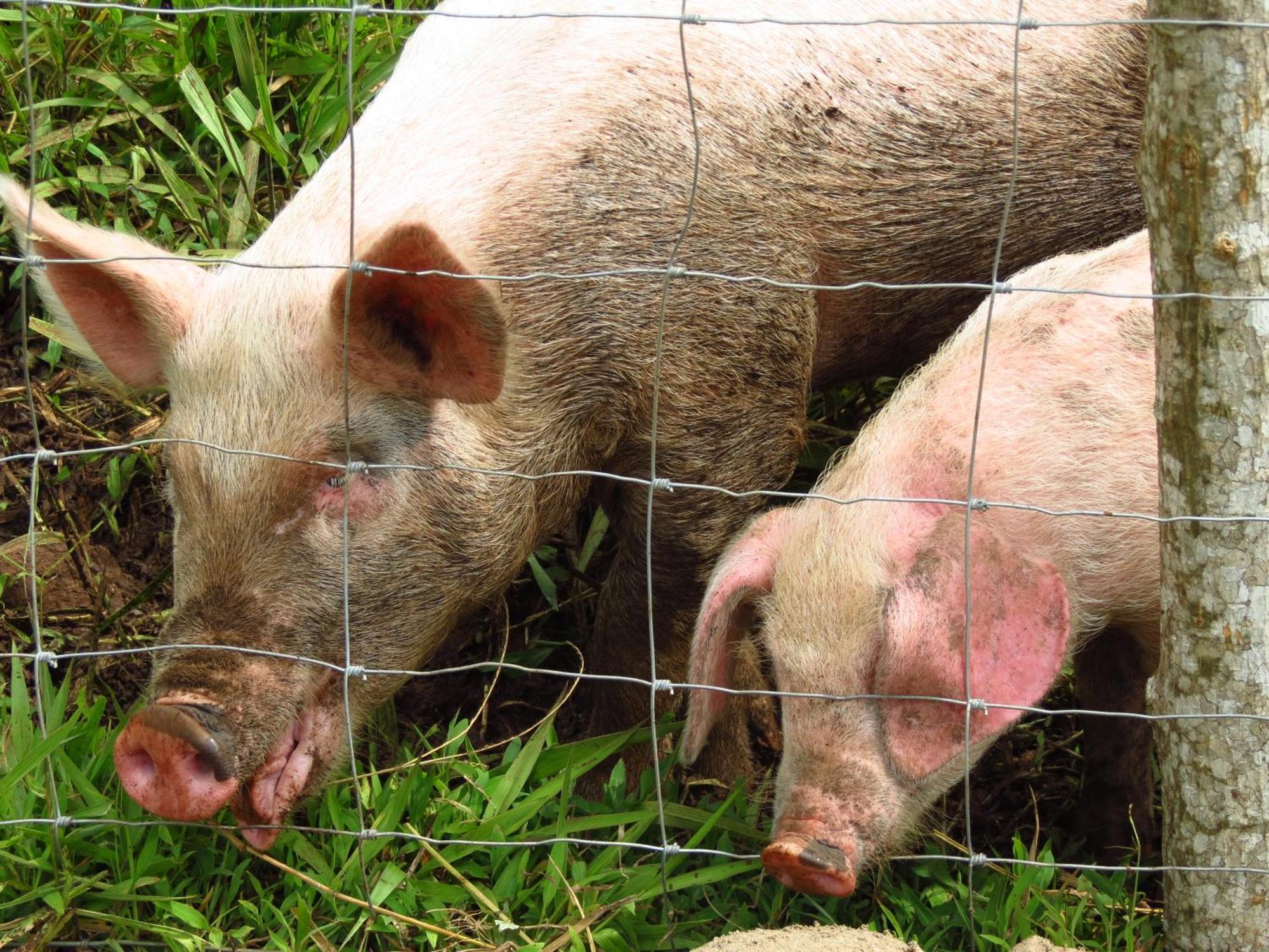 Vocare Finca Agroecologica Upala Exteriör bild