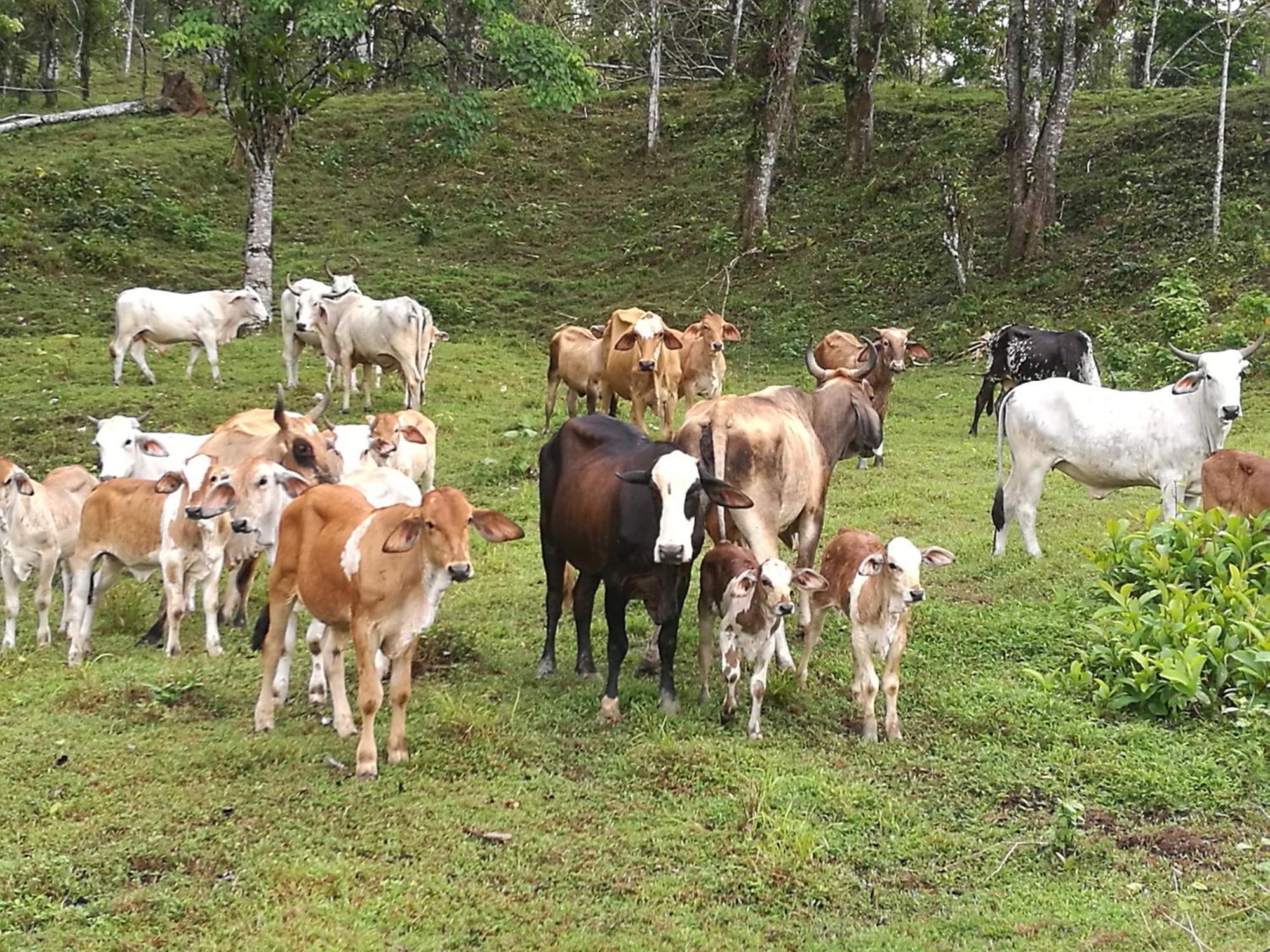 Vocare Finca Agroecologica Upala Exteriör bild