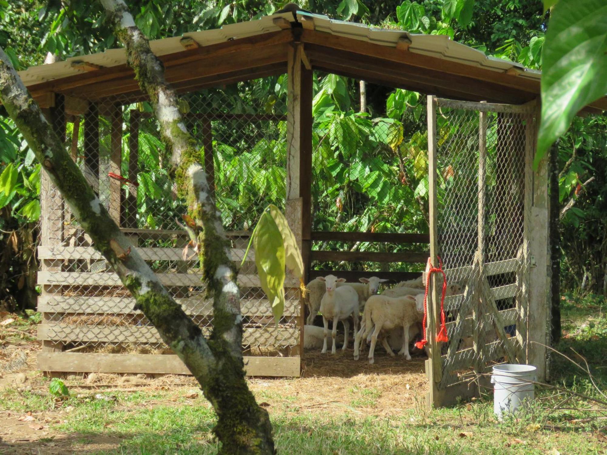 Vocare Finca Agroecologica Upala Exteriör bild