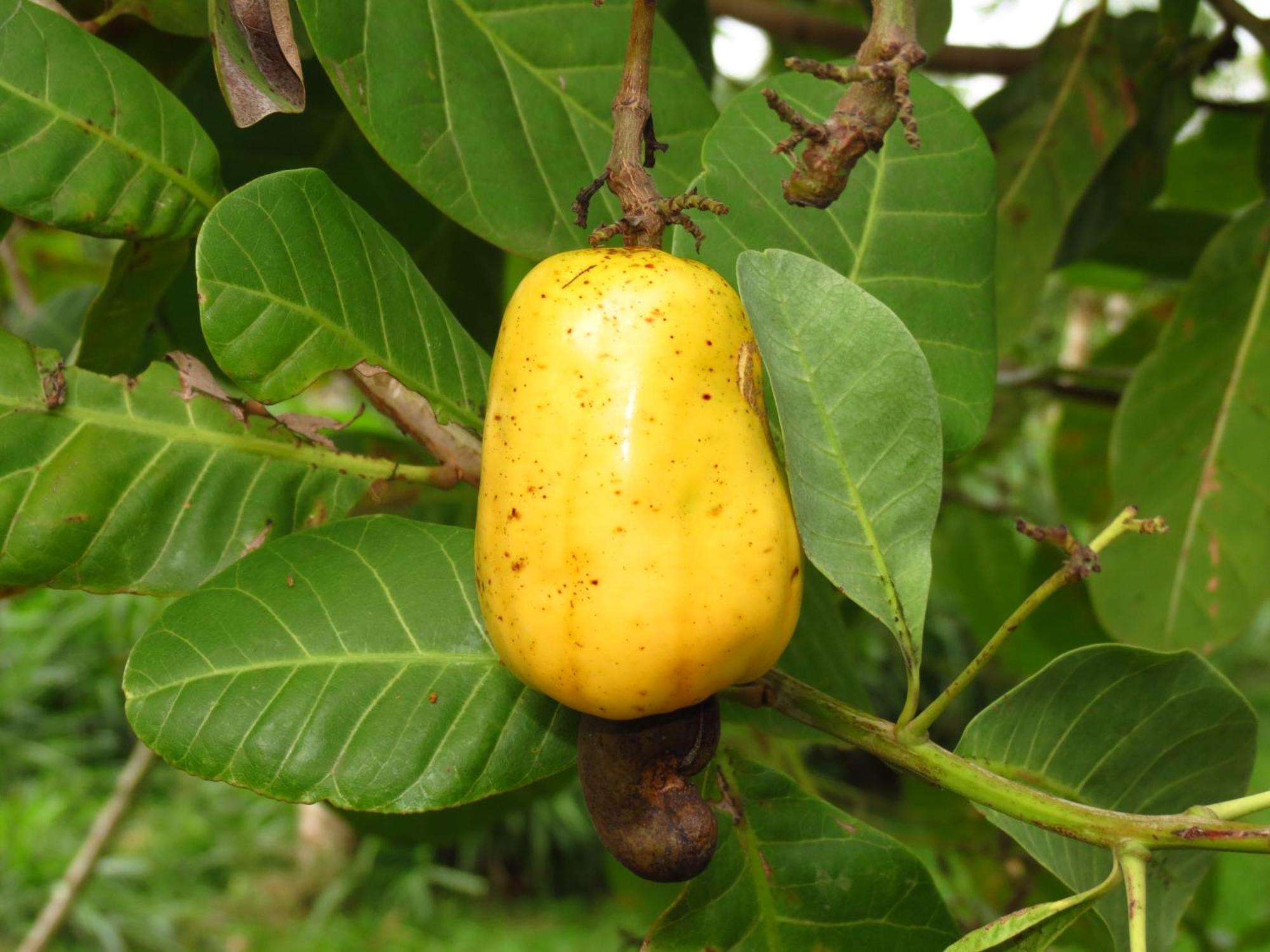 Vocare Finca Agroecologica Upala Exteriör bild