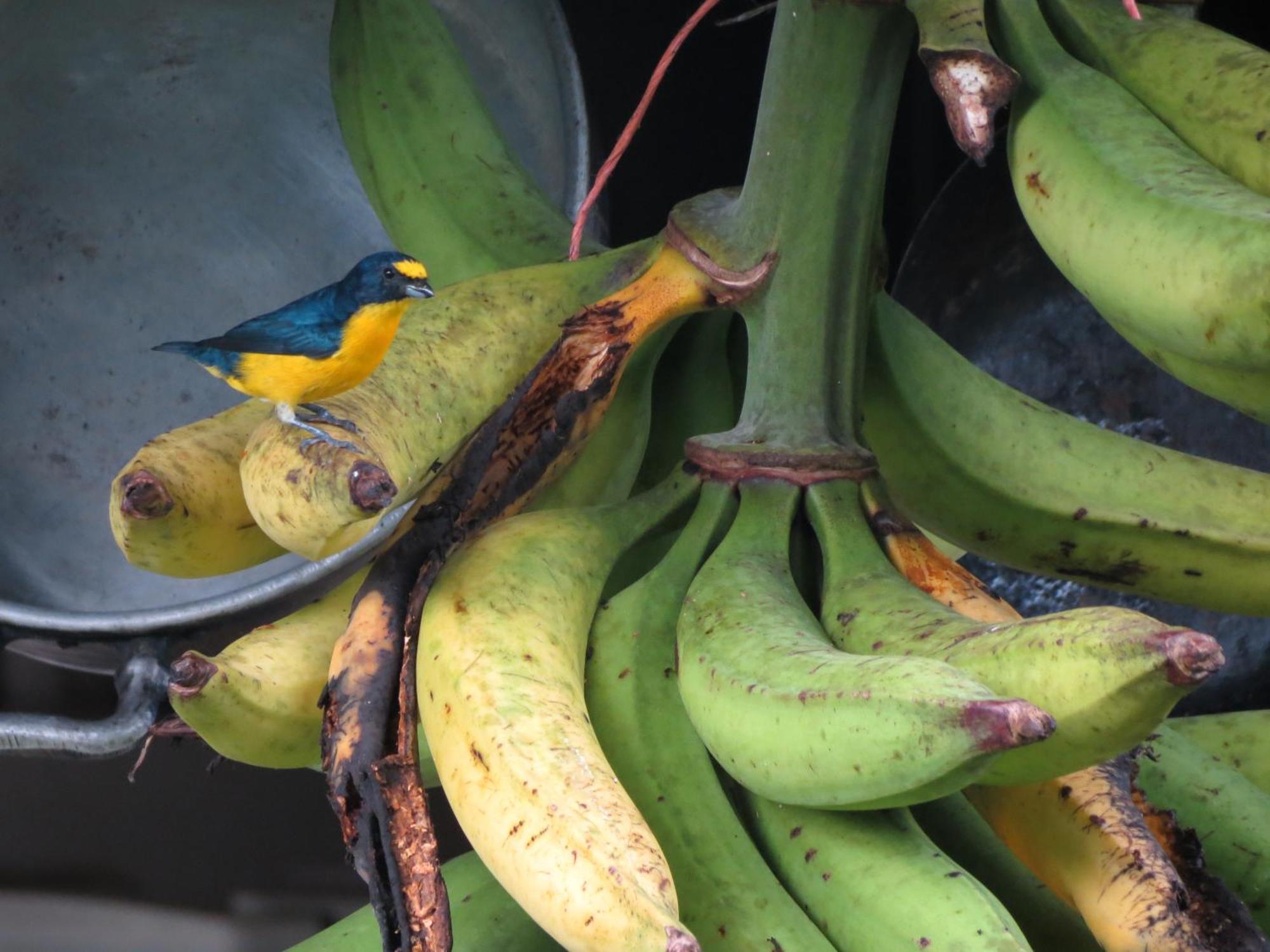 Vocare Finca Agroecologica Upala Exteriör bild